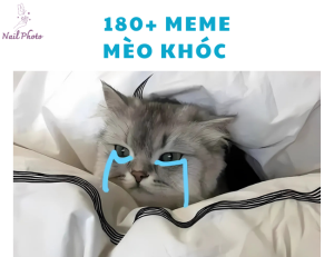 Tổng hợp 180+ meme mèo khóc cute, hài hước lầy bựa nhất