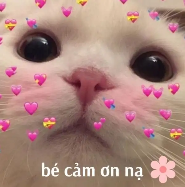 meme cảm ơn cute bé mèo đáng yêu 