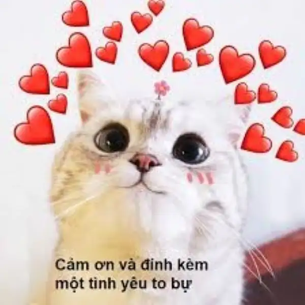 ảnh cảm ơn meme đính kèm tình yêu