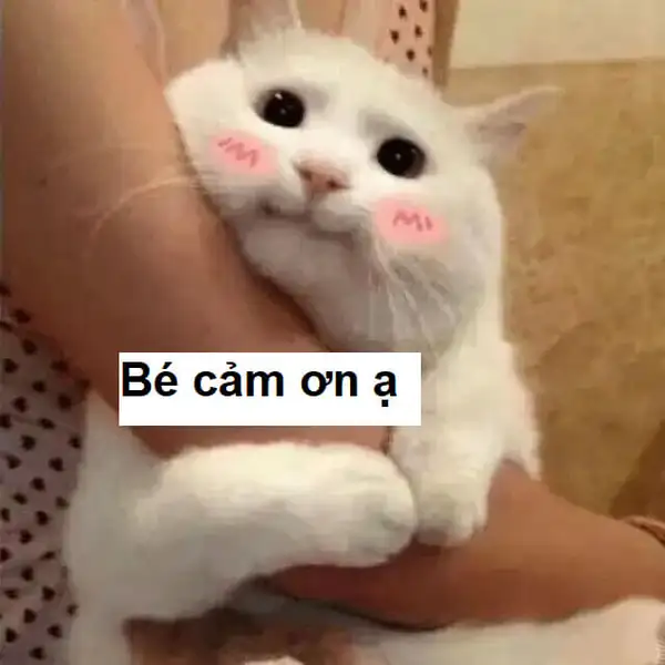 ảnh meme cảm ơn ạ