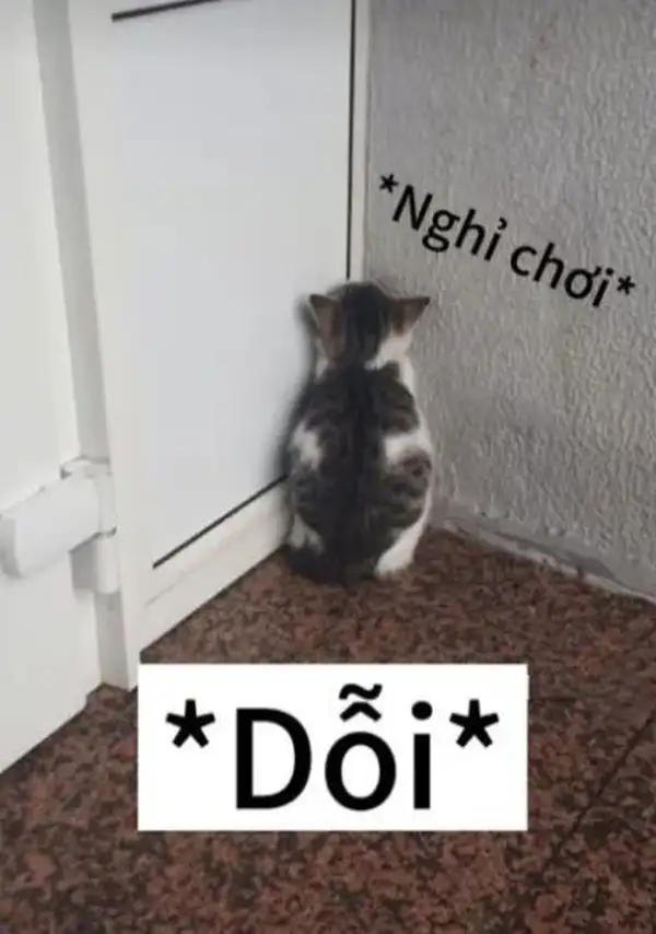 ảnh meme mèo dỗi nghỉ chơi