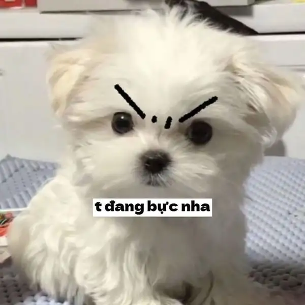 ảnh meme dỗi bực tức