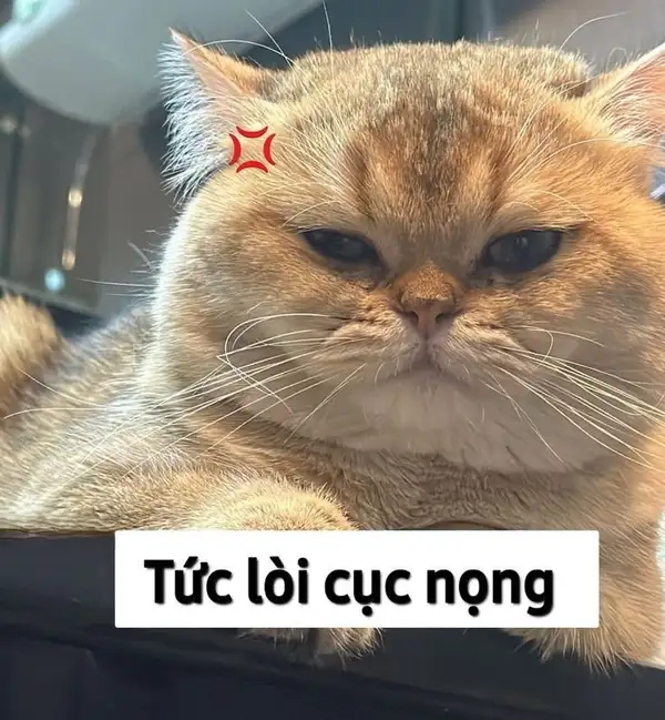 ảnh meme mèo tức dỗi lòi cục nọng