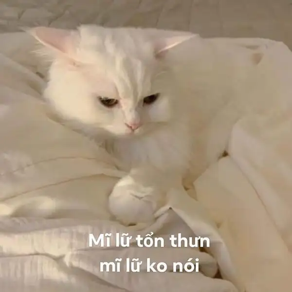 ảnh meme mèo dỗi tổn thương