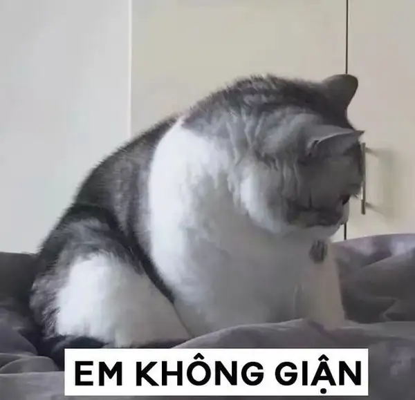 ảnh meme mèo giận