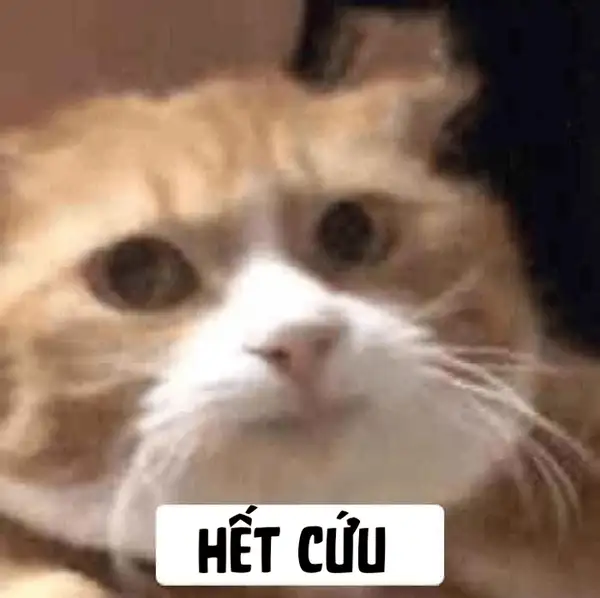 meme hết cứu nổi con mèo