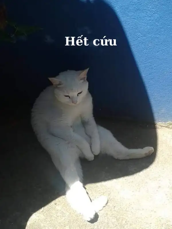 ảnh meme hết cứu bó tay rồi 4