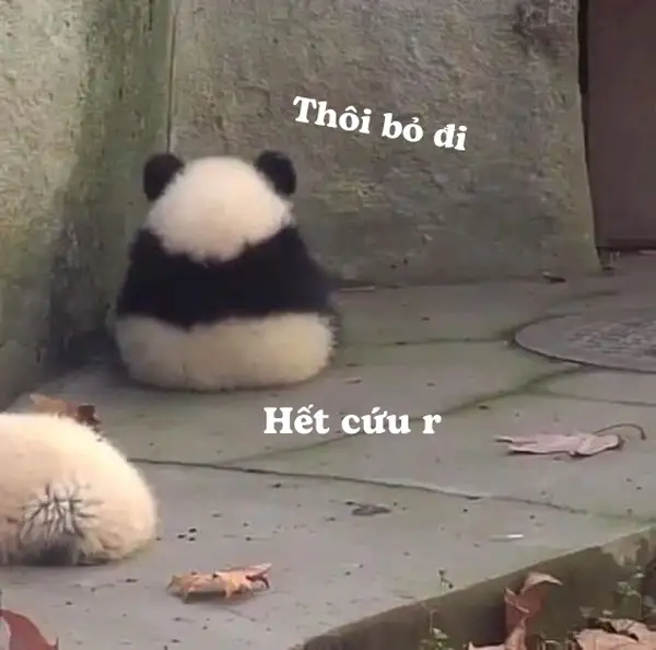 hình meme hết cứu bất lức 6