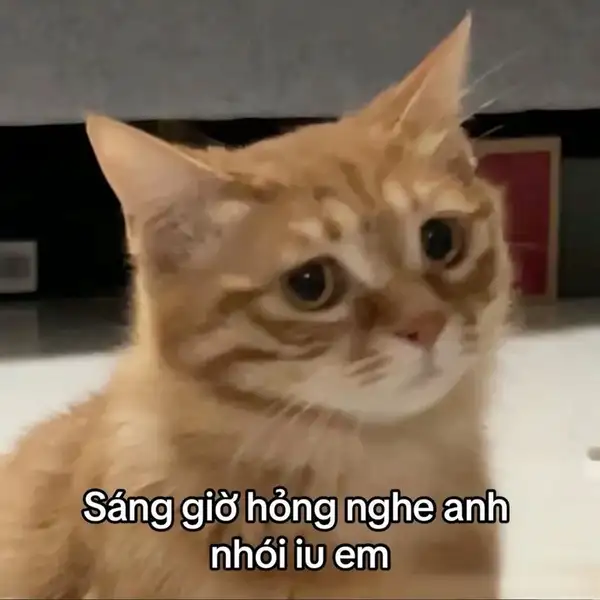 ảnh meme nói yêu nhau