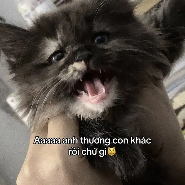 ảnh meme yêu nhau cãi nhnau