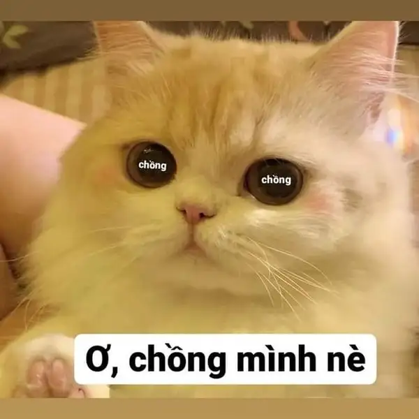 meme tình yêu to bự cho chồng