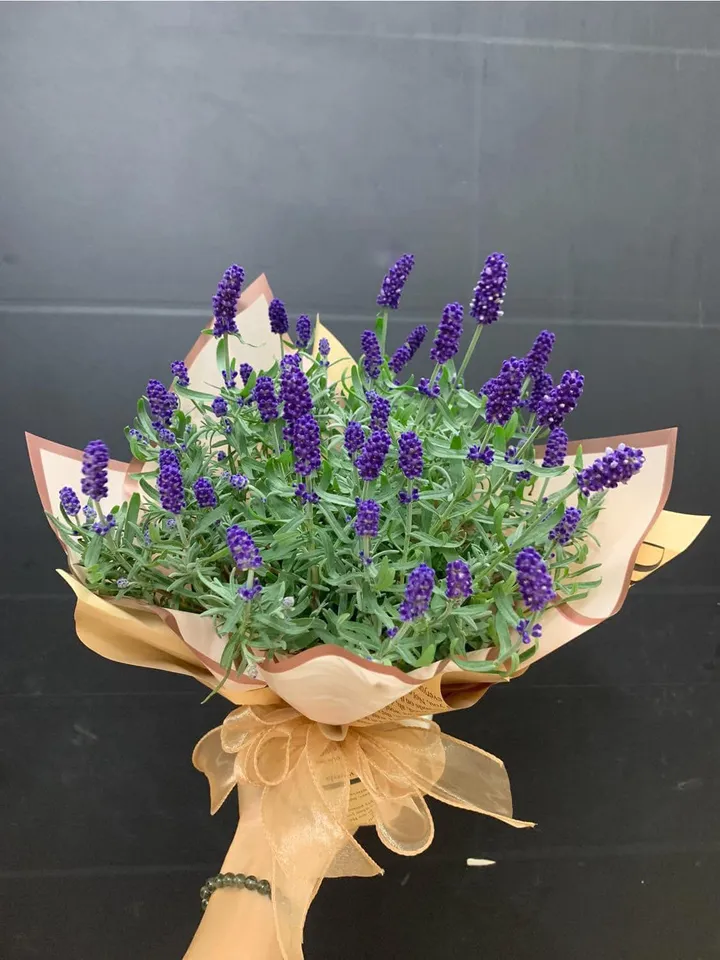 bó hoa lavender