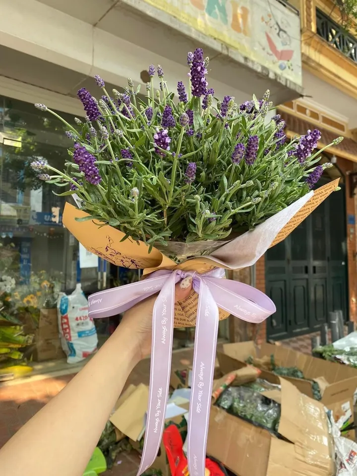 bó hoa lavender tươi