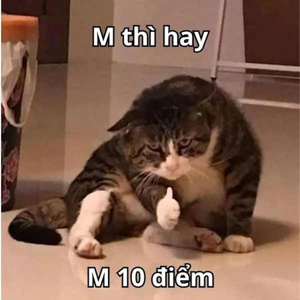 meme 10 điểm mèo hài hước