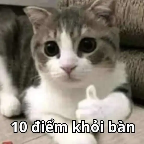 meme 10 điểm con mèo