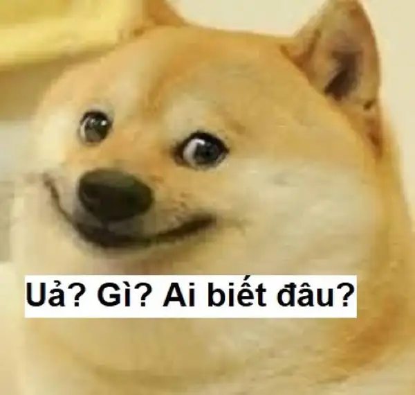 hả gì ai biết đâu meme chó vô tri 4