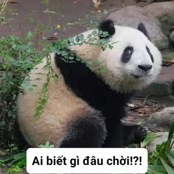 meme hả gì ai biết đâu gấu trúc