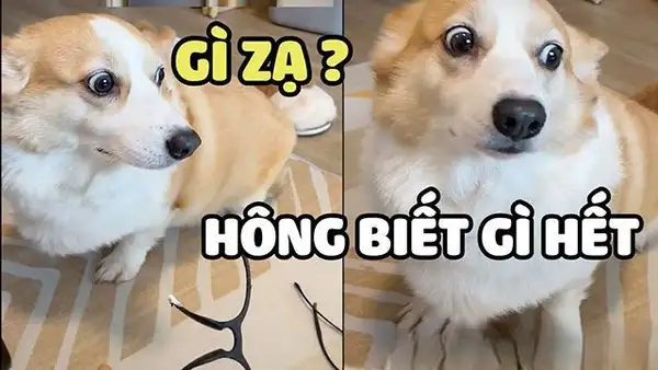 hả gì ai biết đâu meme cute 3