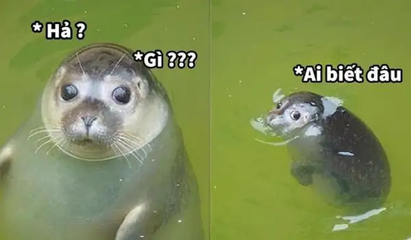 ai biết gì đâu meme vô tri