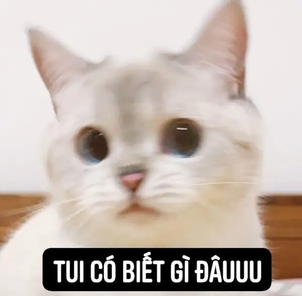 tui có biết gì đâu meme