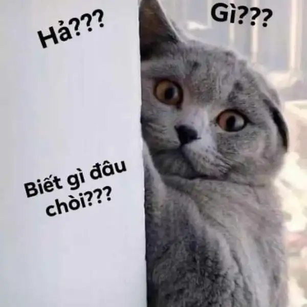 meme hả gì ai biết đâu bất ngờ