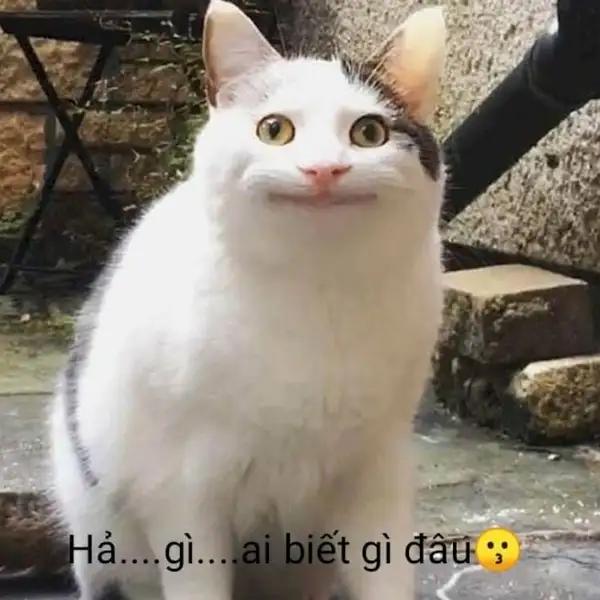 ai biết gì đâu meme mèo vô tri 3