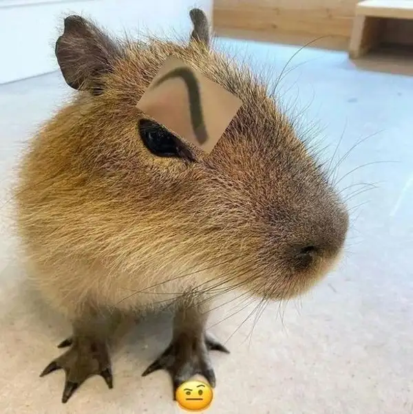 meme capybara nhướm mày