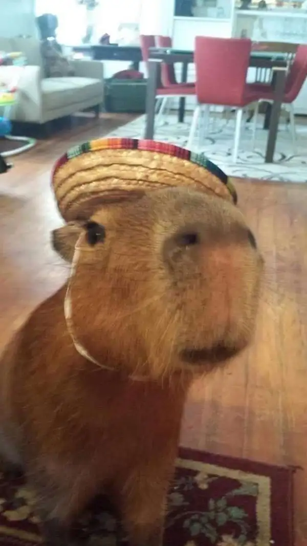 meme capybara xinh xắn