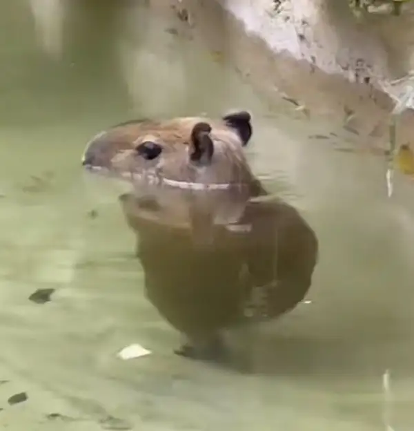 meme capybara mini