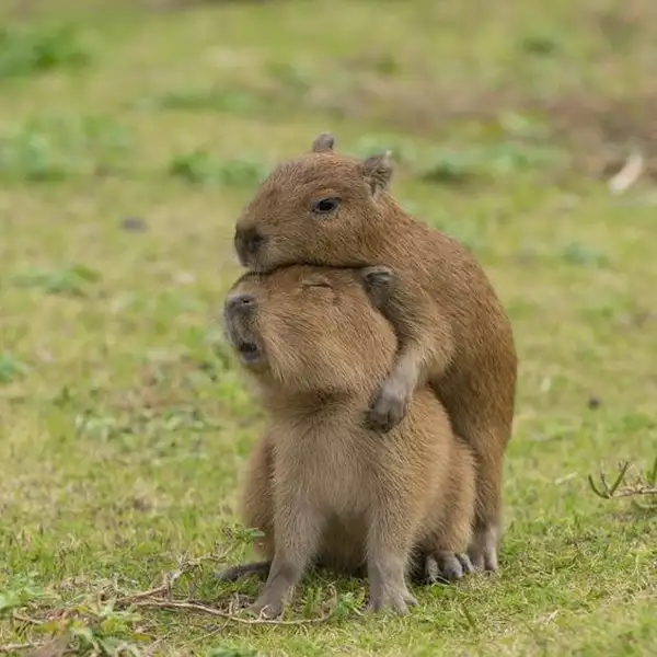 meme capybara vô tri 2