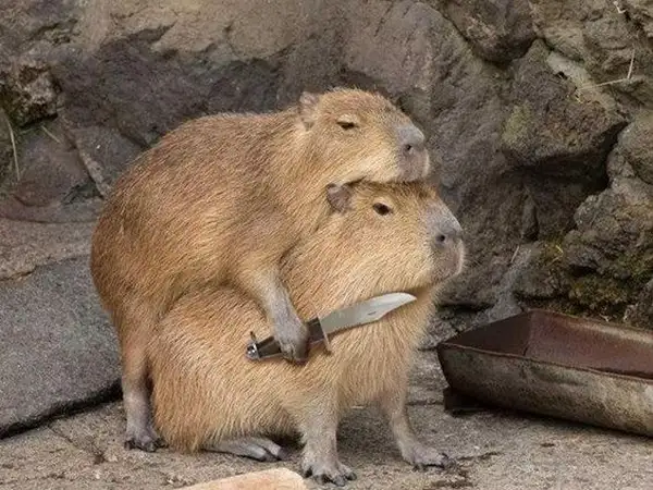 capybara meme cute nhưng lại hài hước