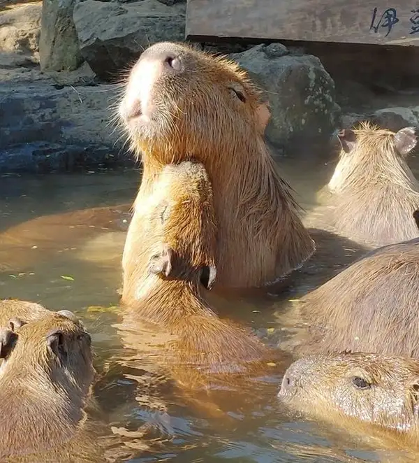 capybara meme cute 3