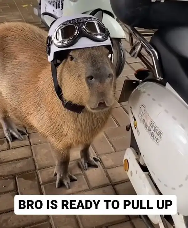 capybara meme cute vô tri 4