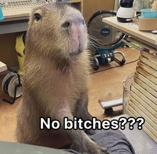 capybara meme cute hết nấc 2