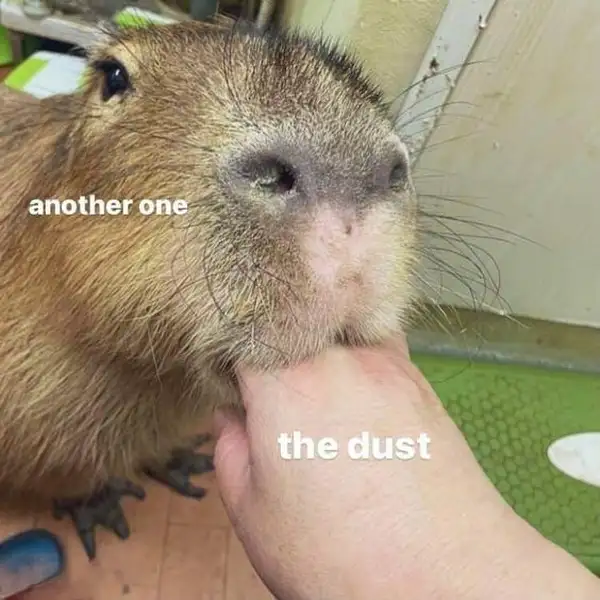 meme capybara ngặm nhấm