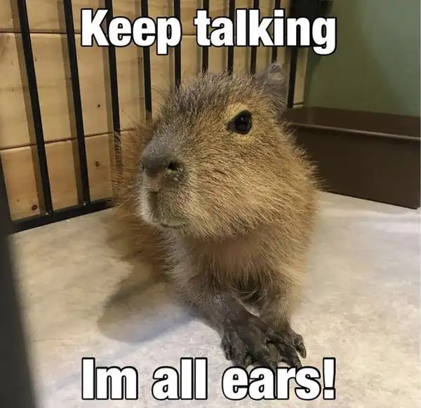 capybara meme cute hóng hớt