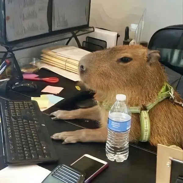 meme capybara chăm chỉ làm việc