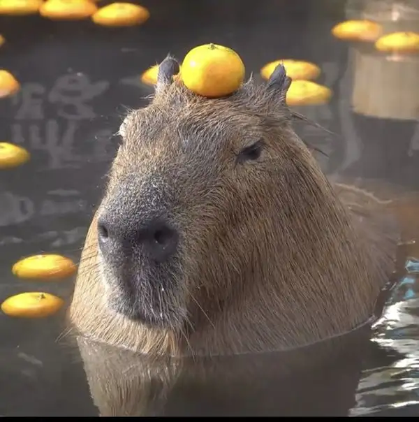 meme capybara vô tri 5