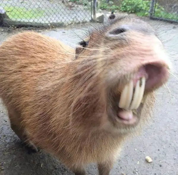 meme capybara khoe răng