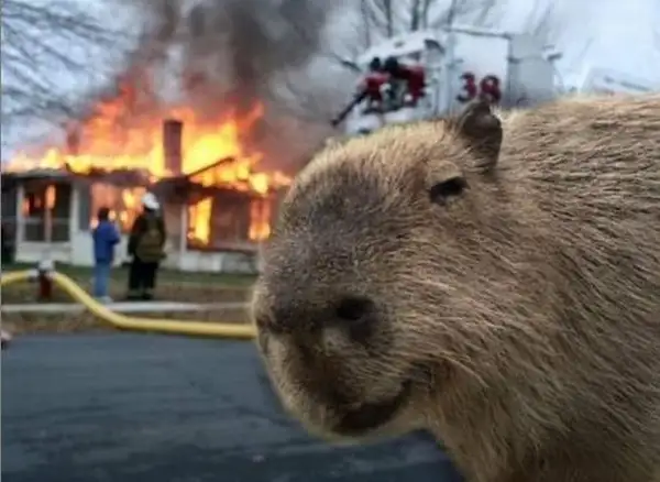 meme capybara bất cần đời