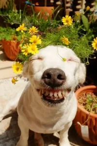 199+ ảnh meme chó cười nhe răng hài hước, độc đáo vui nhộn