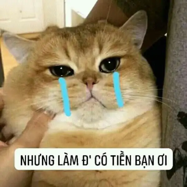 ảnh meme đéo có tiền