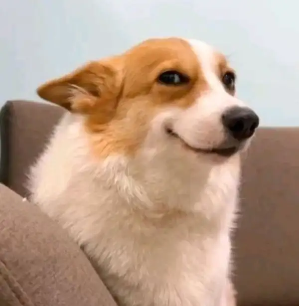 meme khinh bỉ của corgi