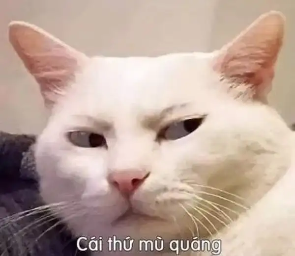 mặt khinh bỉ meme 2