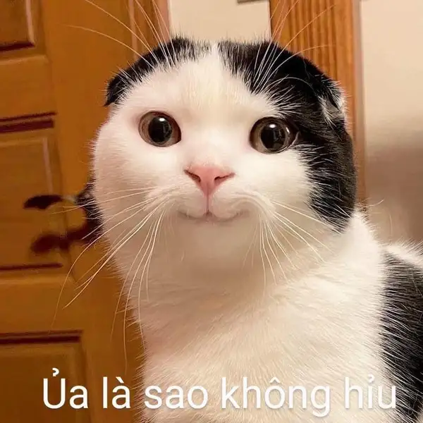 meme mèo không hiểu vô tri