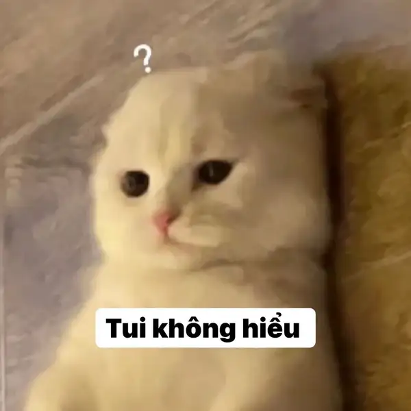 meme mèo không hiểu bất lực