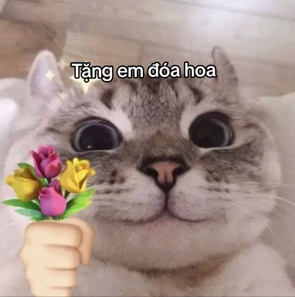 meme con mèo cười nhẹ