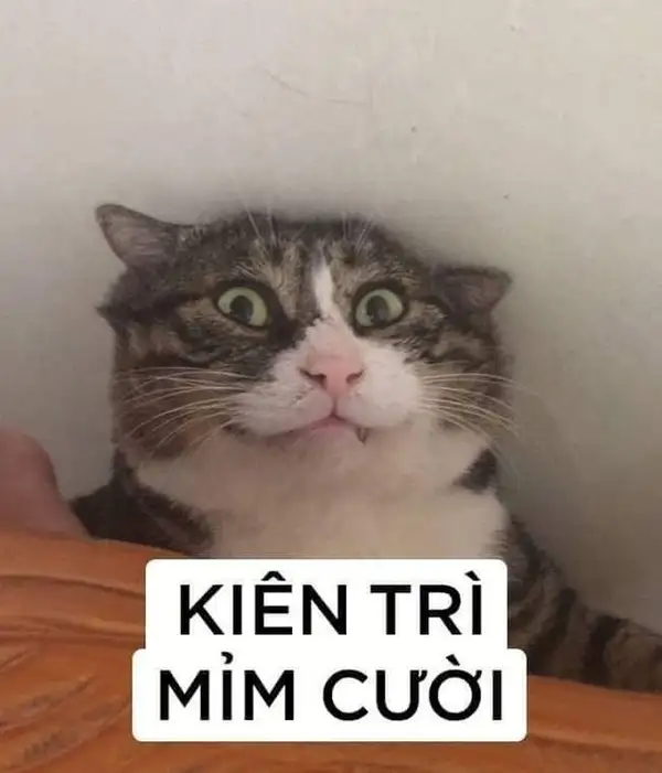 meme con mèo cười mỉm