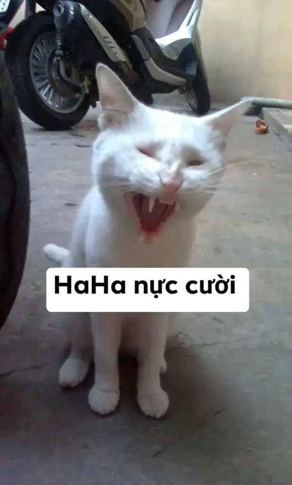 meme mèo cười nhếch mép 2