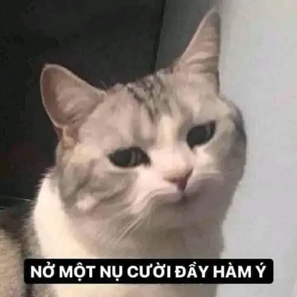 meme mèo cười nhếch mép hàm ý